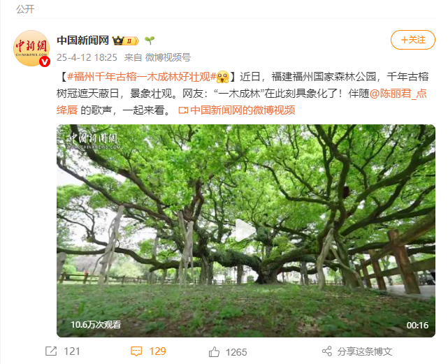 央媒聚焦！点赞超百万！福州千年古榕火遍全国！