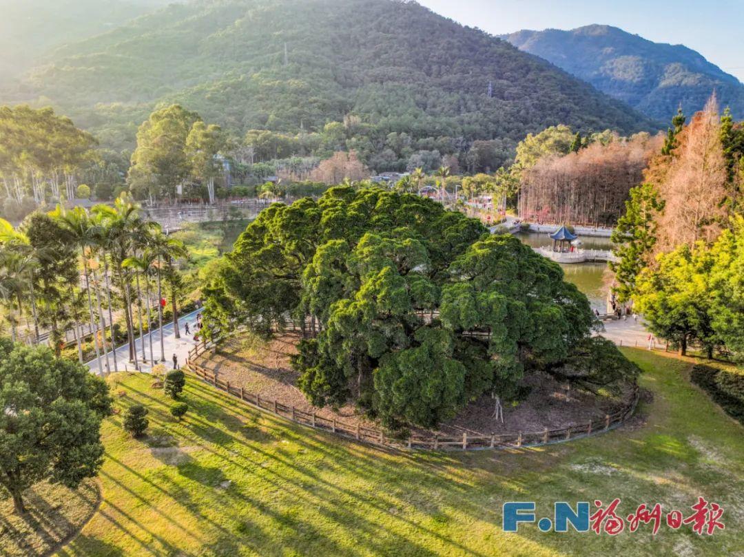 央媒聚焦！点赞超百万！福州千年古榕火遍全国！