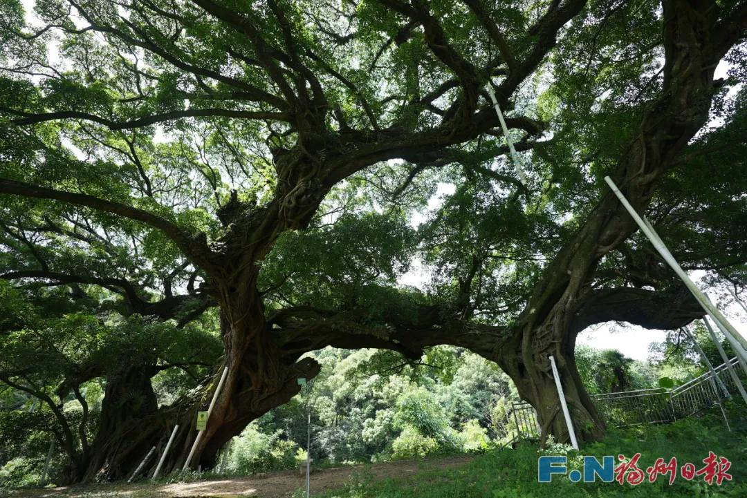 央媒聚焦！点赞超百万！福州千年古榕火遍全国！