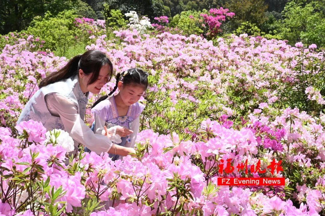 杜鹃花山谷！福州林阳寺又上新了！