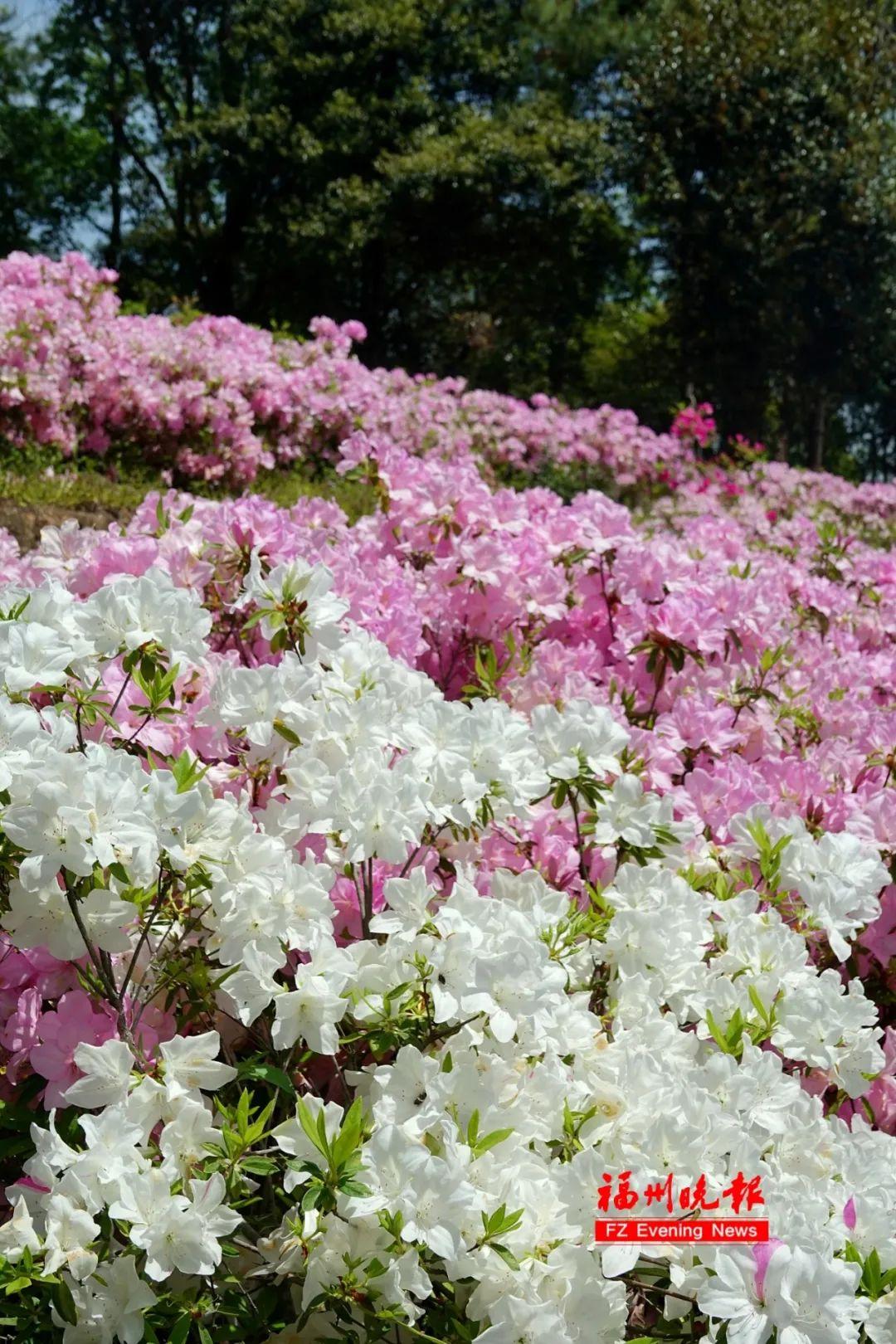 杜鹃花山谷！福州林阳寺又上新了！