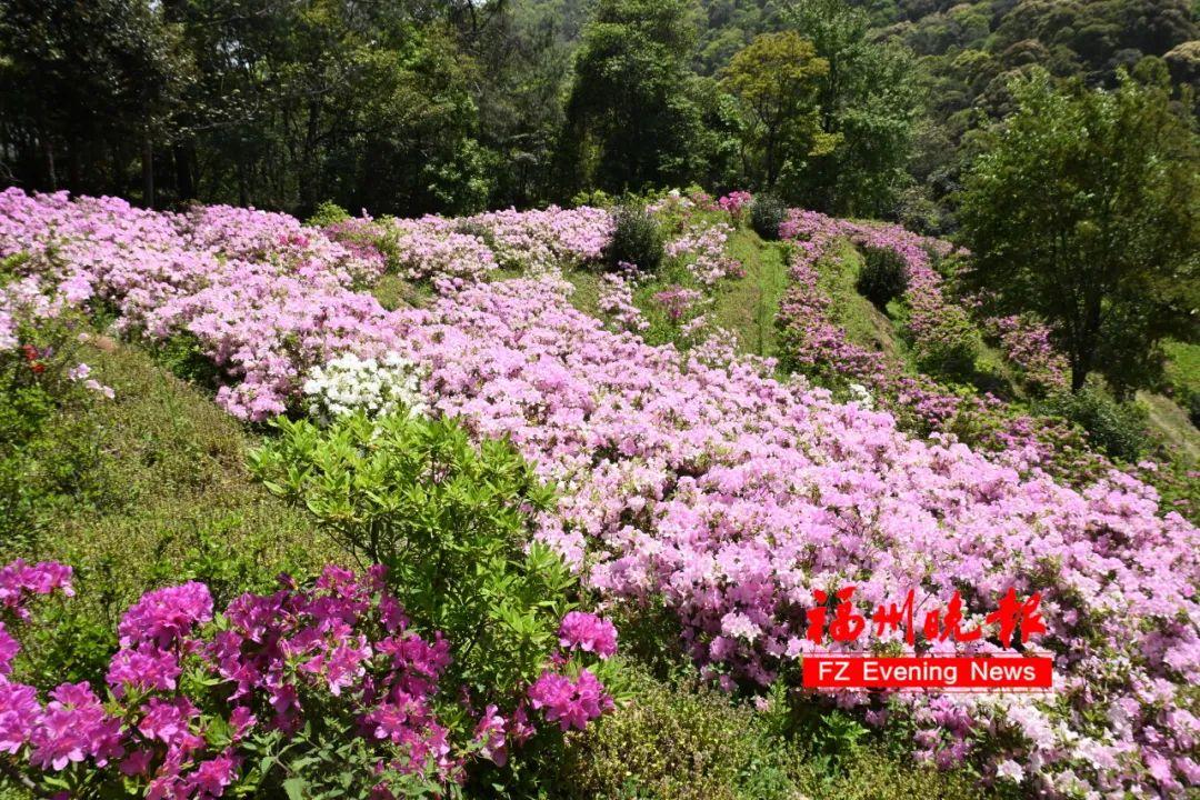 杜鹃花山谷！福州林阳寺又上新了！