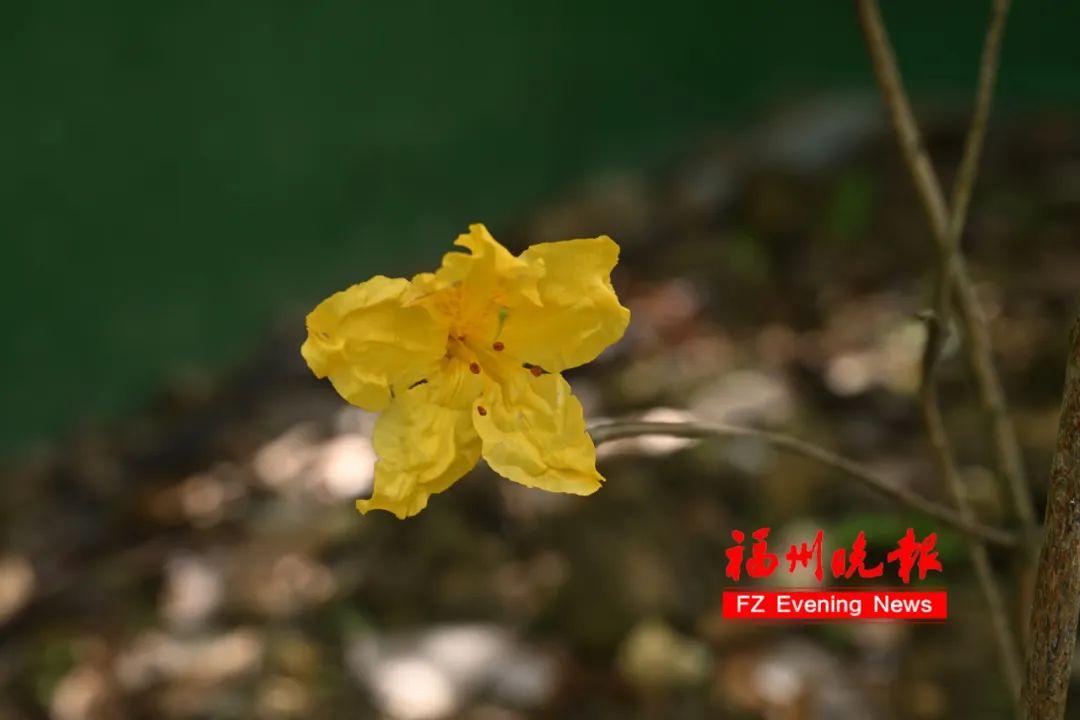 杜鹃花山谷！福州林阳寺又上新了！