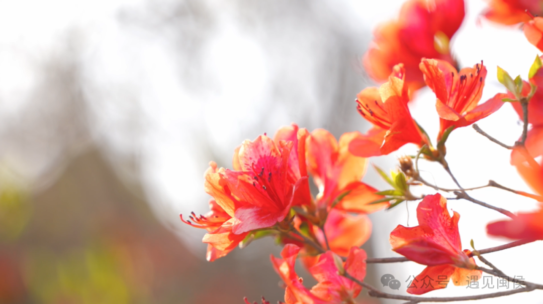 绝美！福州网红打卡地又上新！