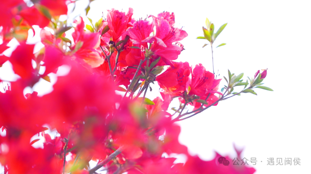 绝美！福州网红打卡地又上新！