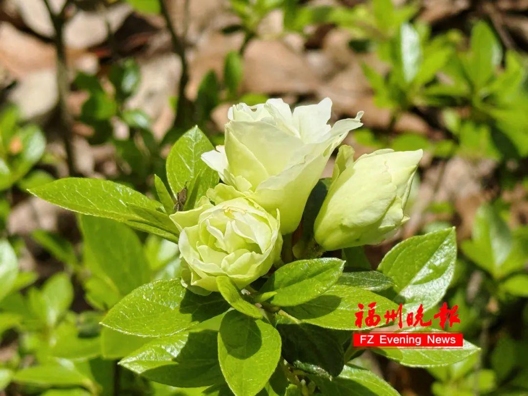 绝美!福州网红打卡地又上新! 绝美!福州网红打卡地又上新!