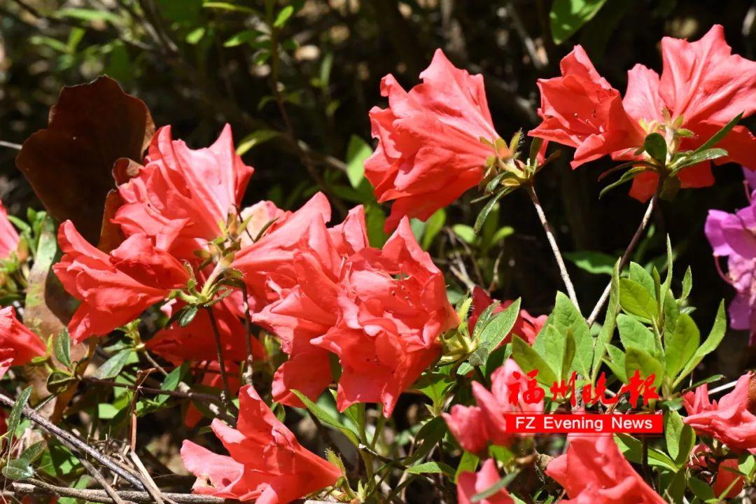 绝美!福州网红打卡地又上新! 绝美!福州网红打卡地又上新!