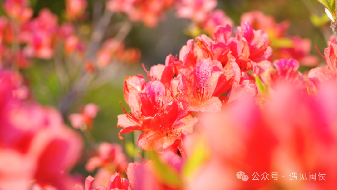 绝美！福州网红打卡地又上新！