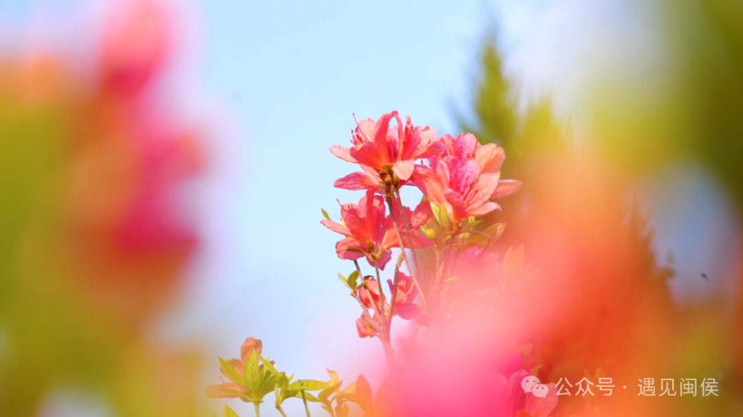 绝美！福州网红打卡地又上新！