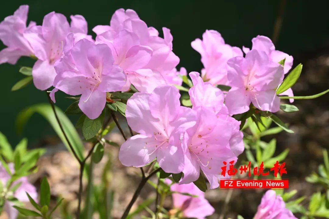 绝美!福州网红打卡地又上新! 绝美!福州网红打卡地又上新!