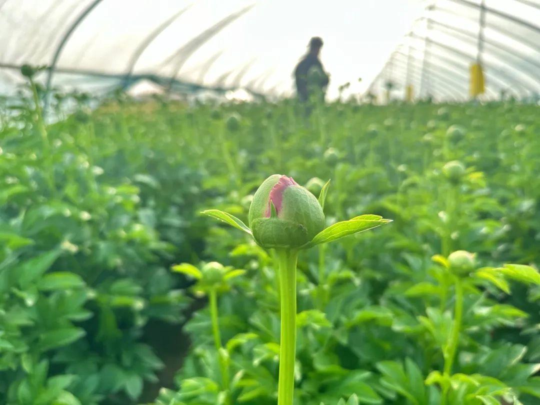 拼多多“千亿扶持”加速电商西进，商家争相掘金西部大市场