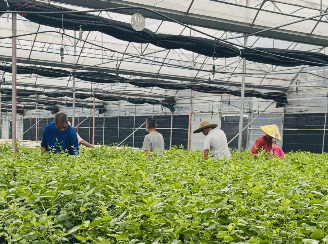 拼多多“千亿扶持”加速电商西进，商家争相掘金西部大市场