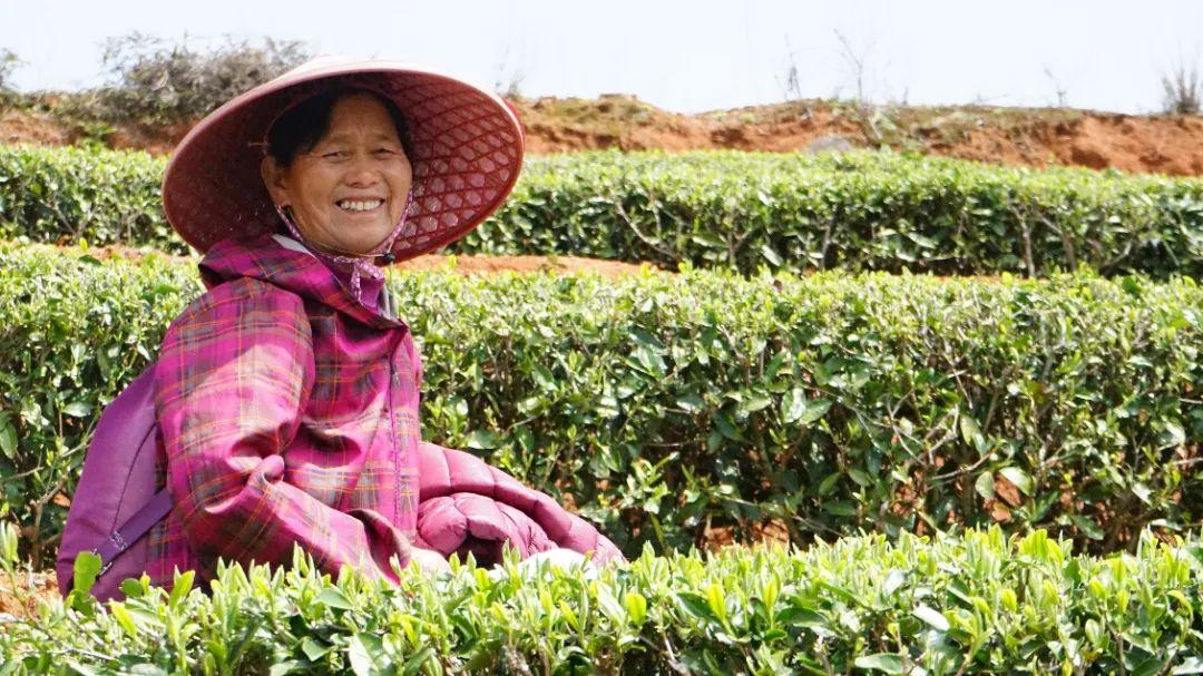 听·见闽清 | 山间茶事