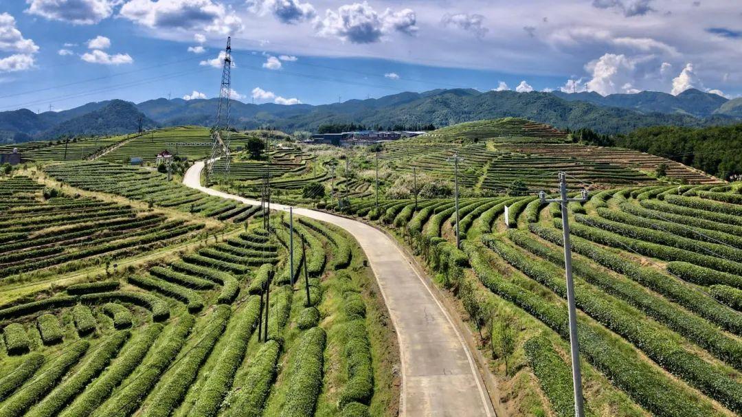 听·见闽清 | 山间茶事