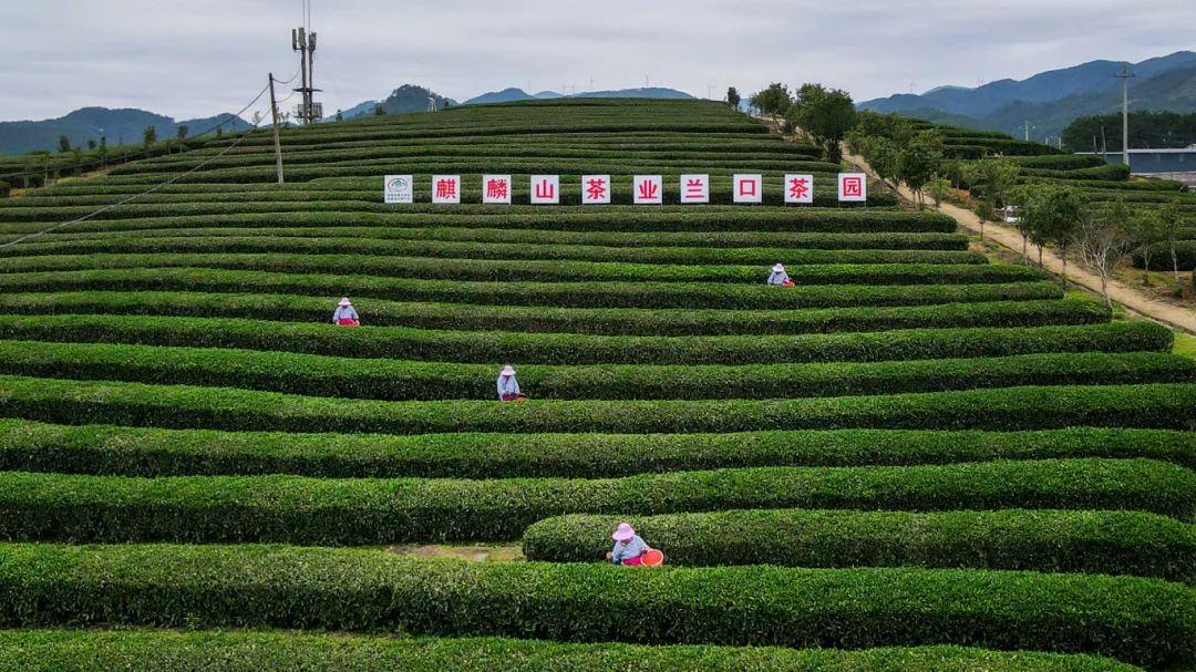 听·见闽清 | 山间茶事