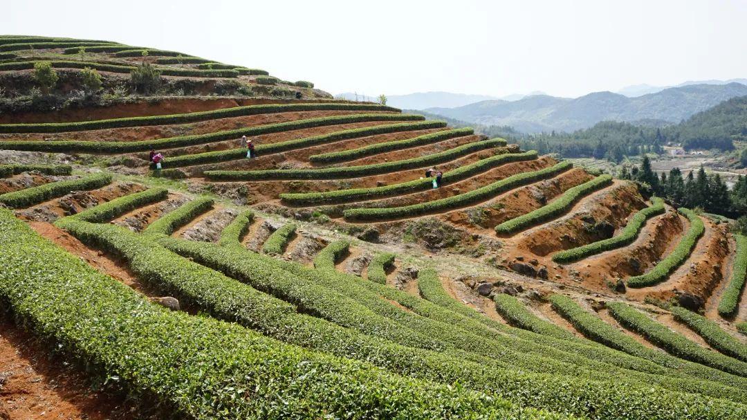 听·见闽清 | 山间茶事