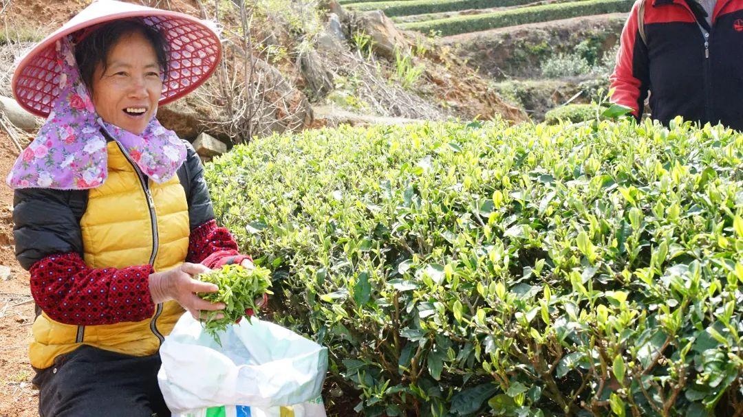 听·见闽清 | 山间茶事