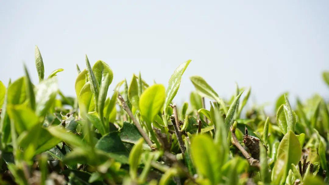 听·见闽清 | 山间茶事