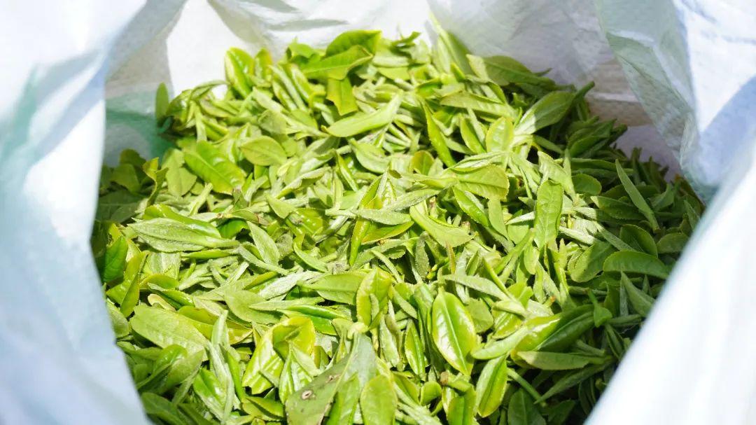 听·见闽清 | 山间茶事