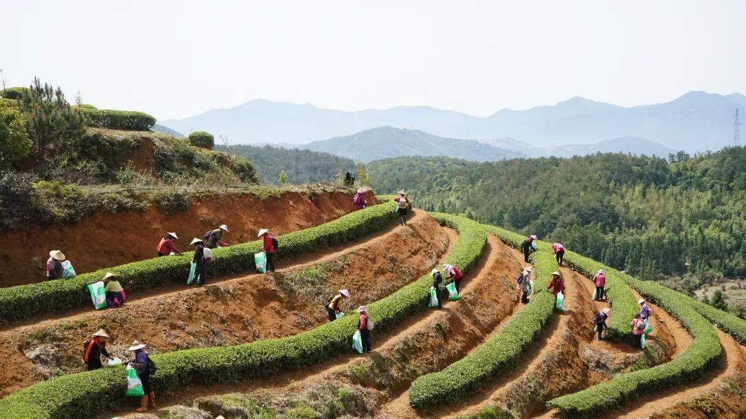 听·见闽清 | 山间茶事