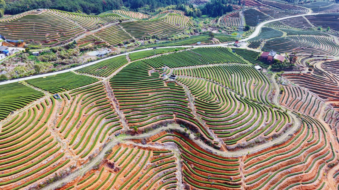 听·见闽清 | 山间茶事