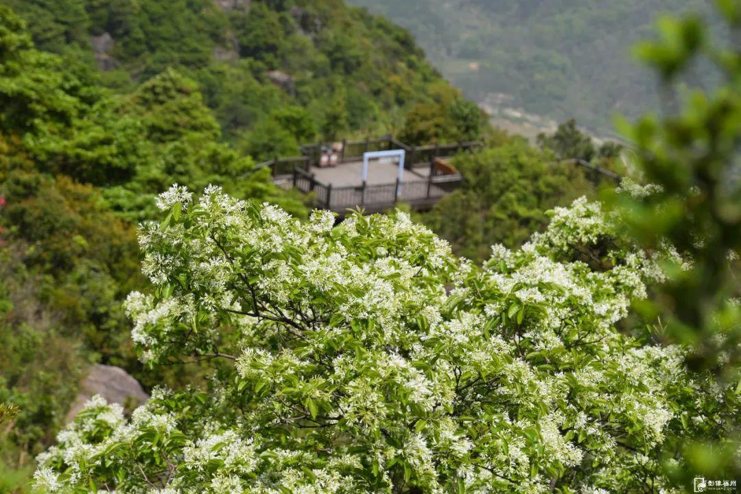惊艳！福州鼓岭又上新！