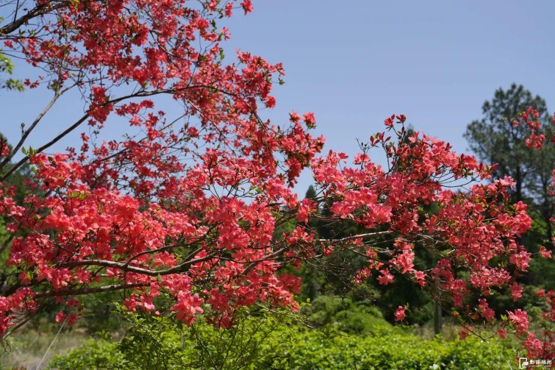 惊艳！福州鼓岭又上新！