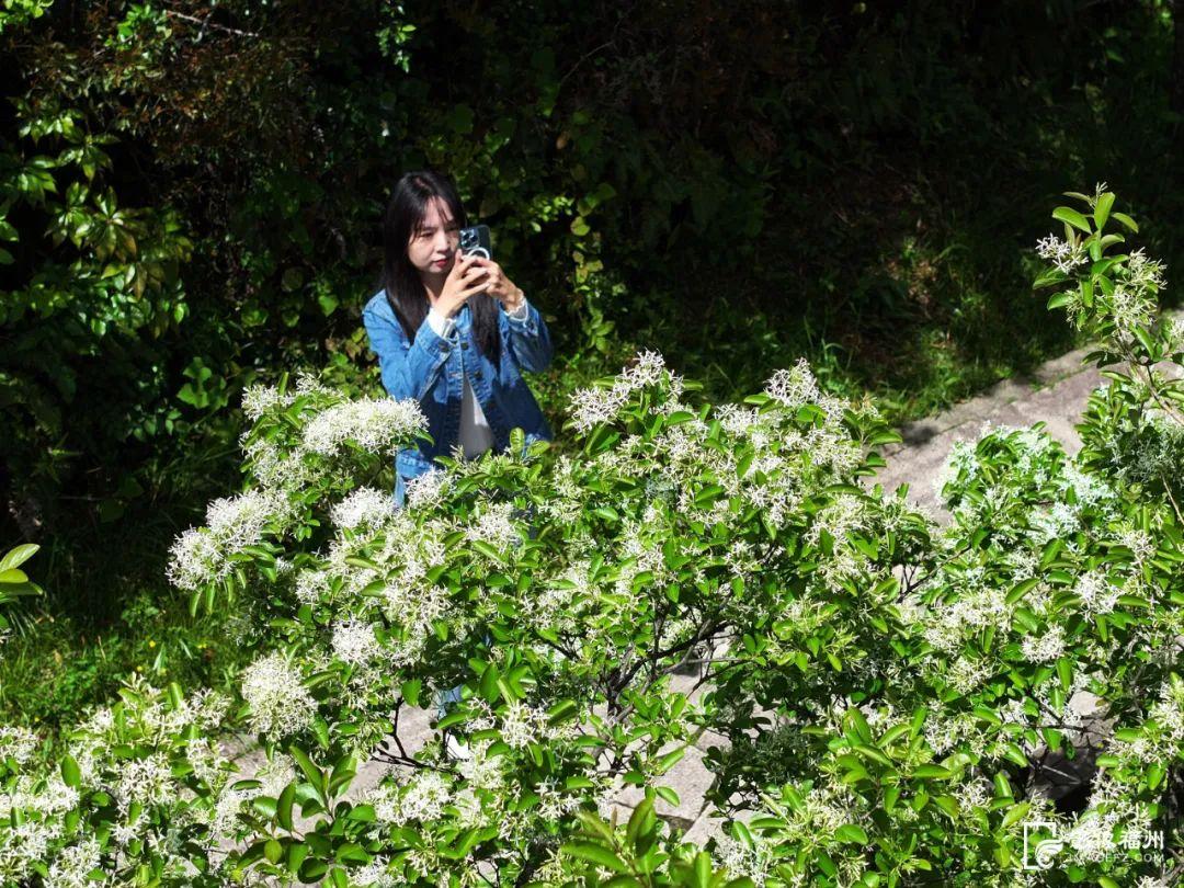 惊艳！福州鼓岭又上新！
