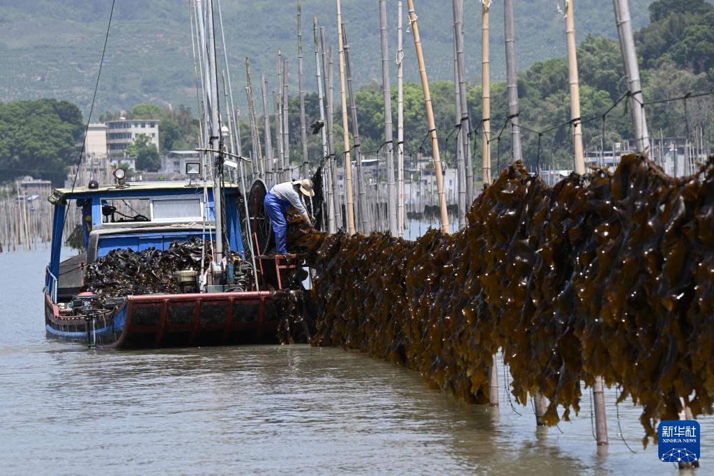 福建霞浦:海上田园奏响海带丰收曲 福建霞浦:海上田园奏响海带丰收曲