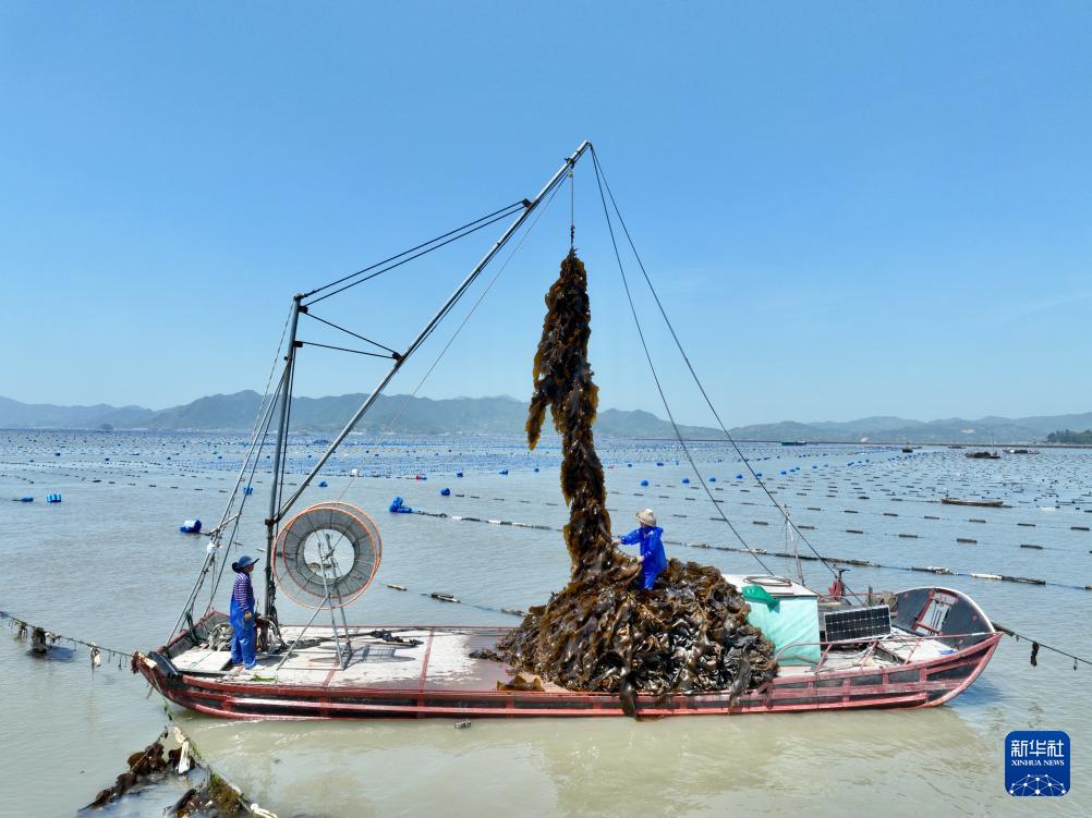 福建霞浦:海上田园奏响海带丰收曲 福建霞浦:海上田园奏响海带丰收曲