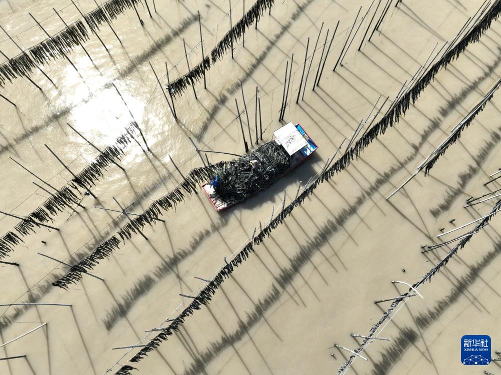 福建霞浦:海上田园奏响海带丰收曲 福建霞浦:海上田园奏响海带丰收曲
