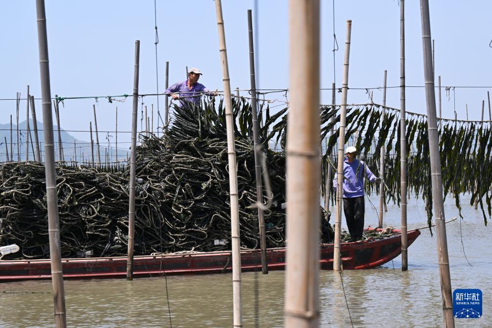 福建霞浦:海上田园奏响海带丰收曲 福建霞浦:海上田园奏响海带丰收曲