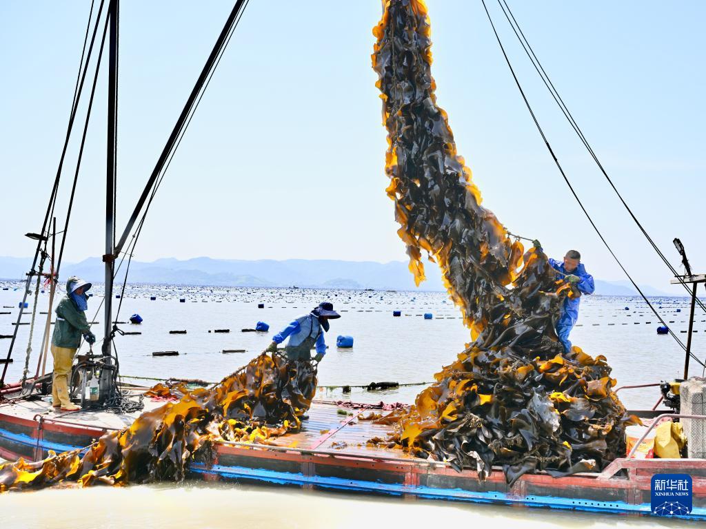 福建霞浦:海上田园奏响海带丰收曲 福建霞浦:海上田园奏响海带丰收曲