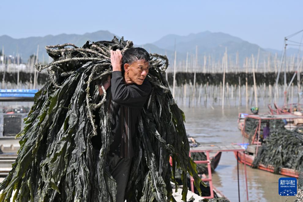 福建霞浦:海上田园奏响海带丰收曲 福建霞浦:海上田园奏响海带丰收曲