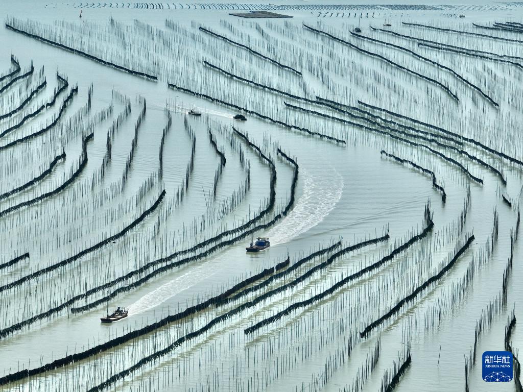 福建霞浦:海上田园奏响海带丰收曲 福建霞浦:海上田园奏响海带丰收曲