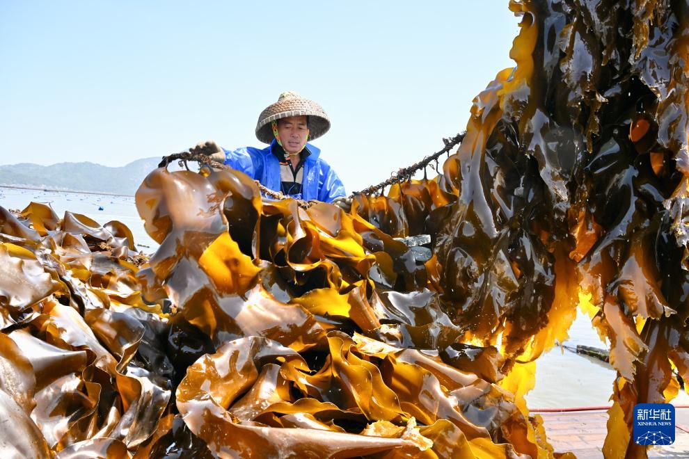 福建霞浦:海上田园奏响海带丰收曲 福建霞浦:海上田园奏响海带丰收曲