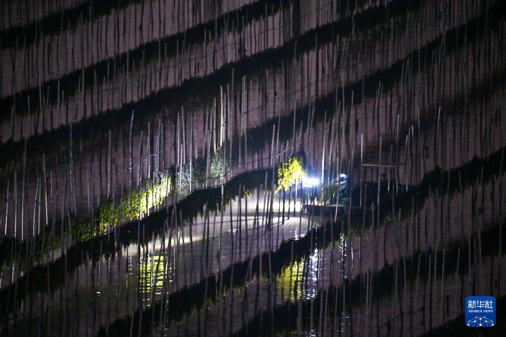 福建霞浦:海上田园奏响海带丰收曲 福建霞浦:海上田园奏响海带丰收曲