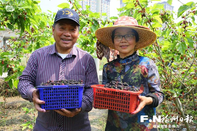 台湾老李的环闽“巡游”：乐此不疲推广果树品种和种植技术