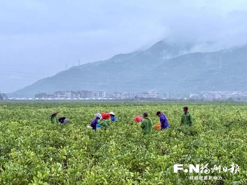 长乐：稻菜轮作绘“丰”景