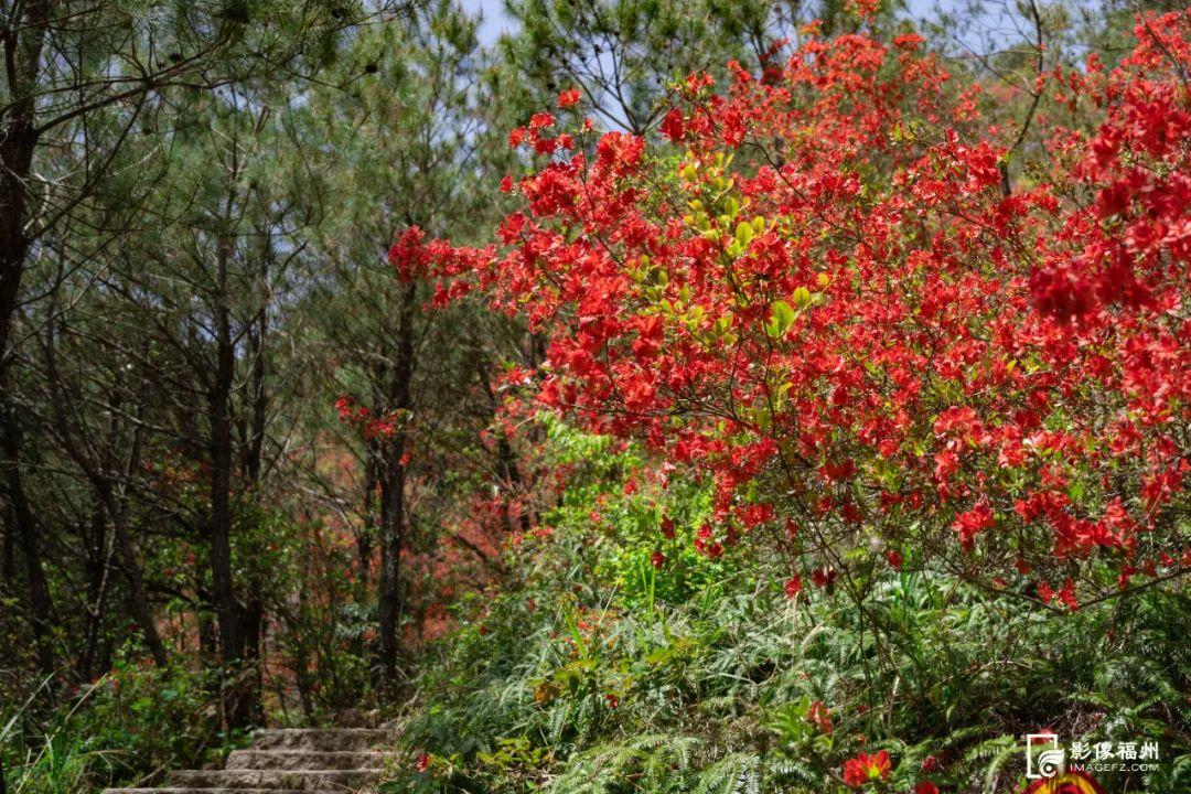 红了！点燃福州的春天！