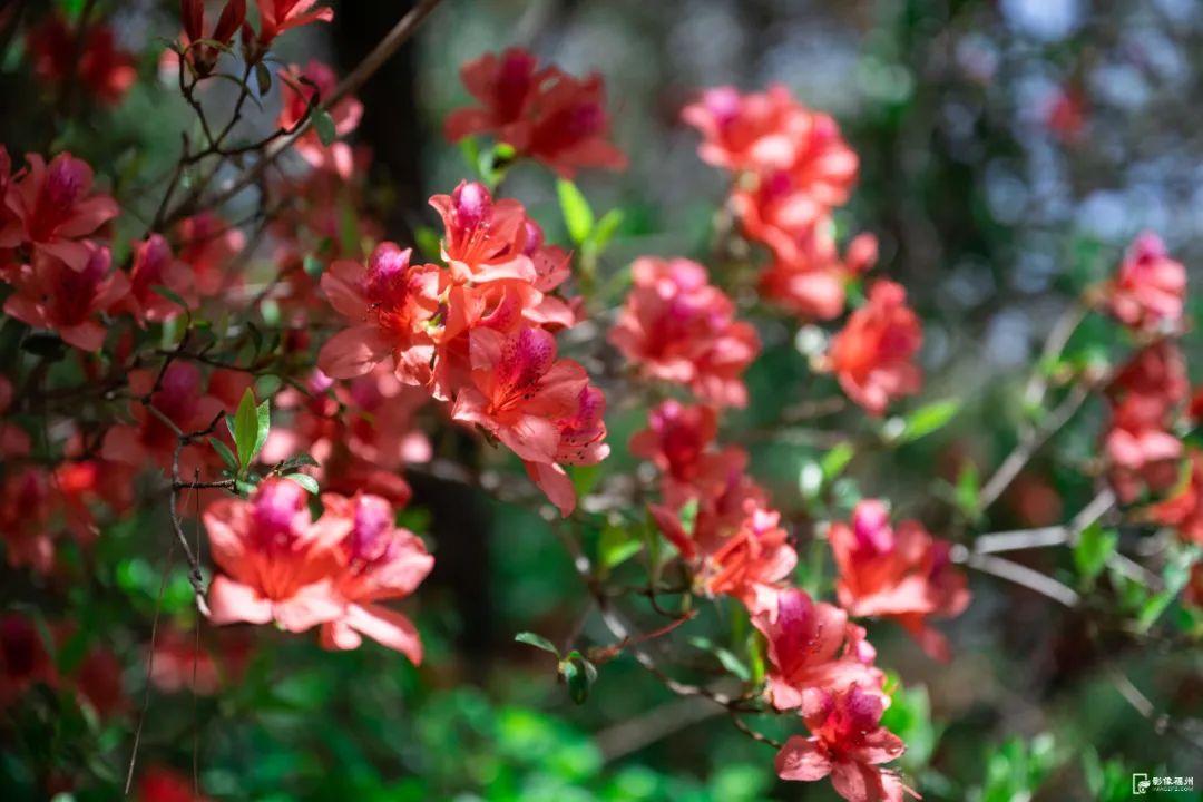 红了！点燃福州的春天！