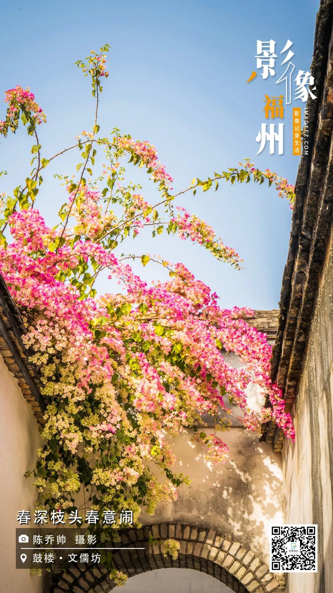 影像福州｜春深枝头春意闹