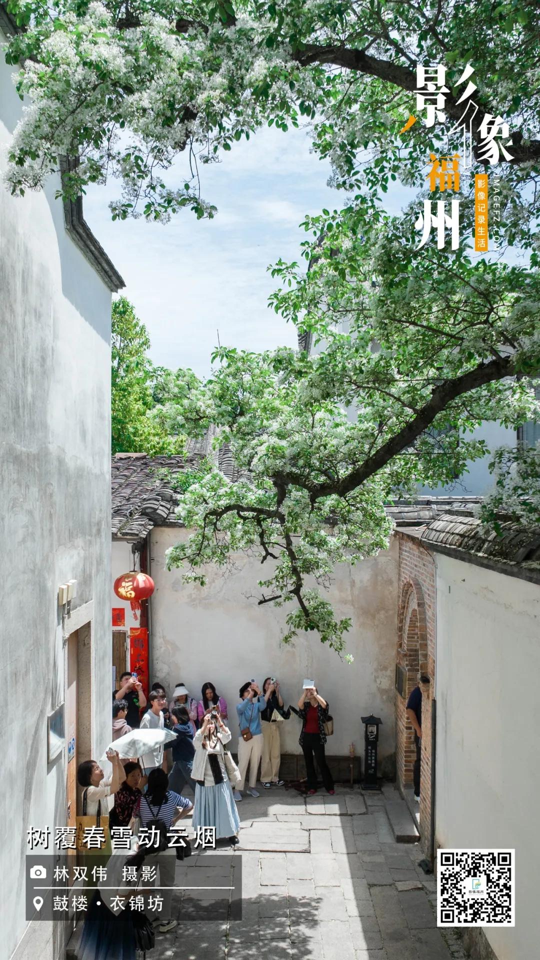 影像福州｜树覆春雪动云烟