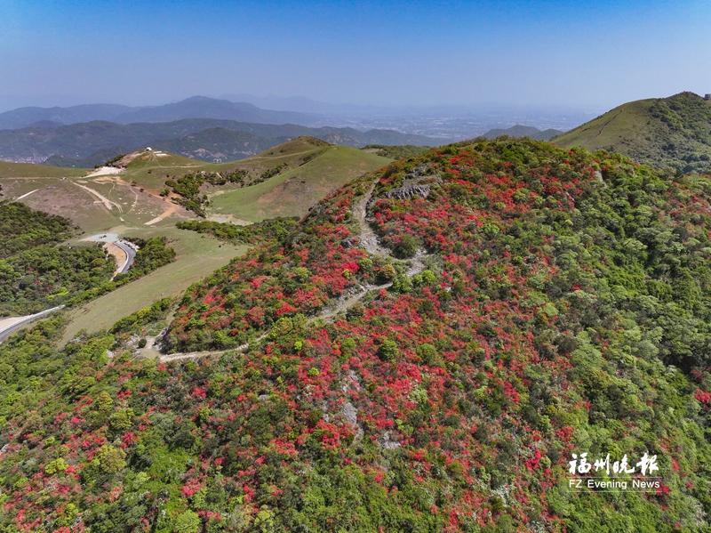 福清大姆山113亩野生杜鹃盛放