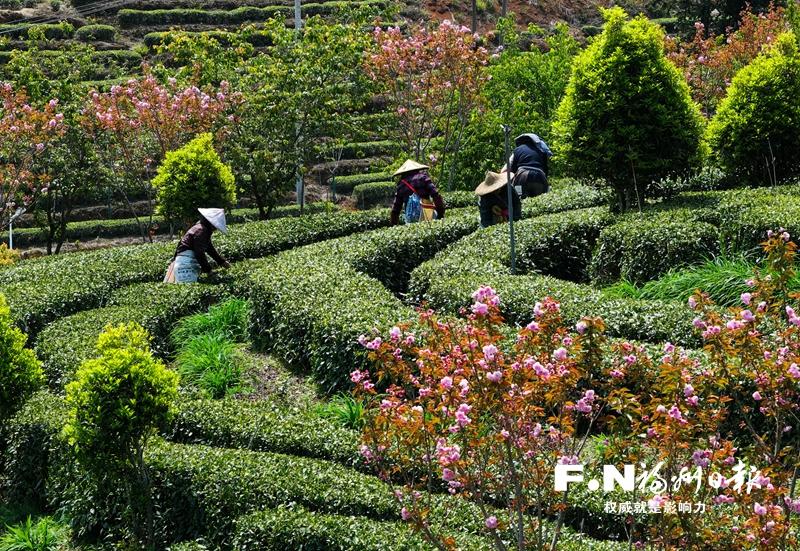 永泰同安溪小流域治理稳定茶山气候见闻：水保赋能 茶香满园