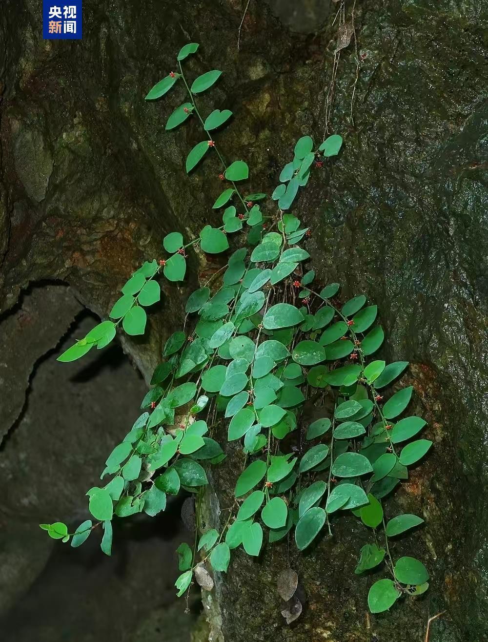 广西发现濒危植物新种恩城黑面神