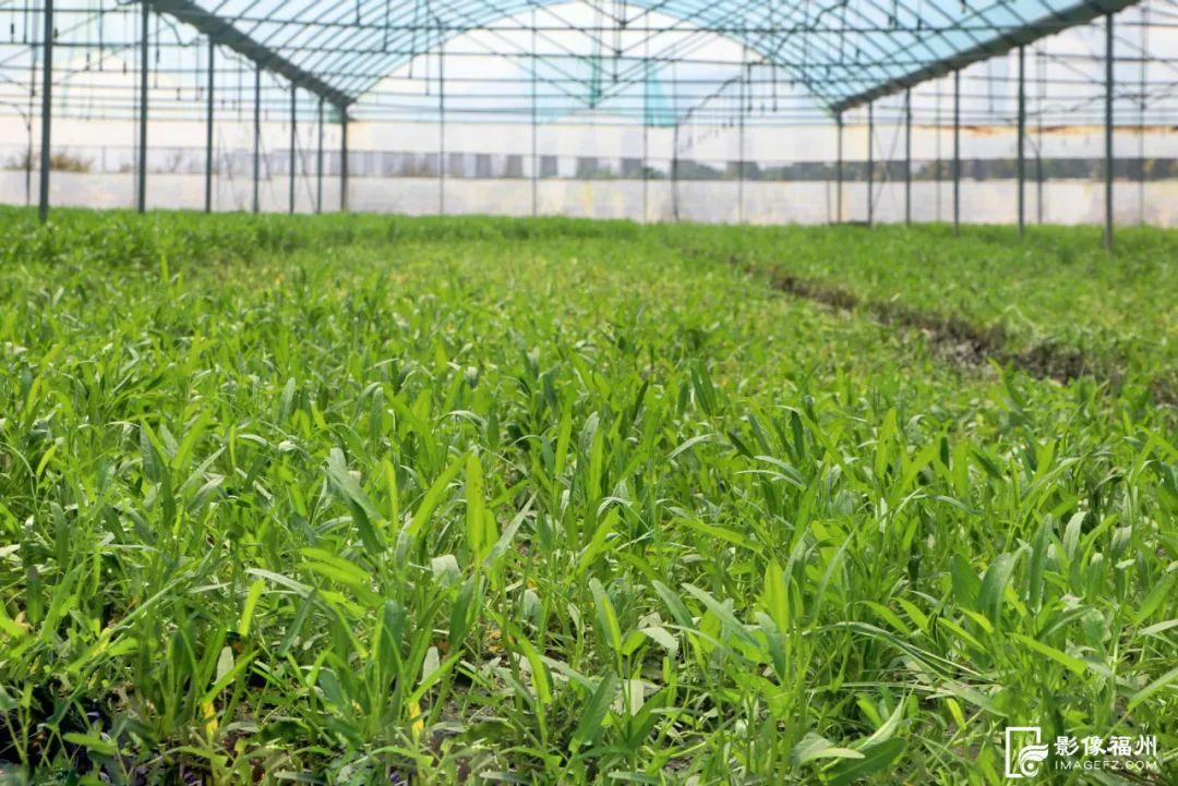 6000万只！大量上市！福州人有口福了！