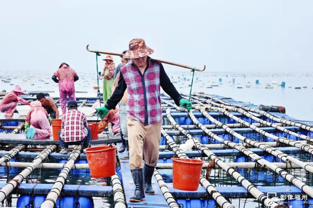 6000万只！大量上市！福州人有口福了！