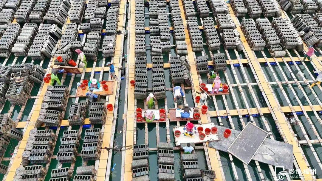 6000万只！大量上市！福州人有口福了！