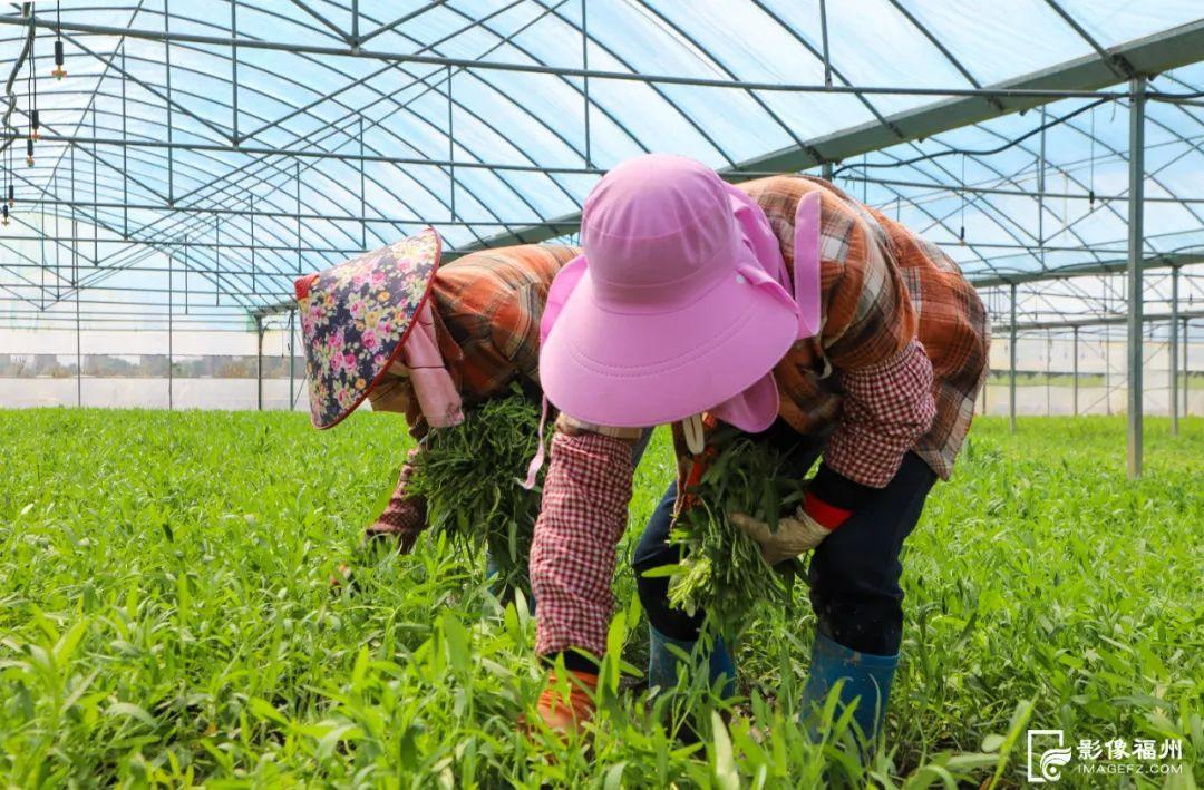 6000万只！大量上市！福州人有口福了！